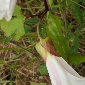 Photographie n°2433960 du taxon Calystegia silvatica (Kit.) Griseb. [1844]