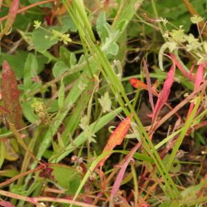 Photographie n°2433970 du taxon Rumex acetosella L. [1753]