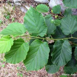 Photographie n°2433983 du taxon Corylus avellana L. [1753]