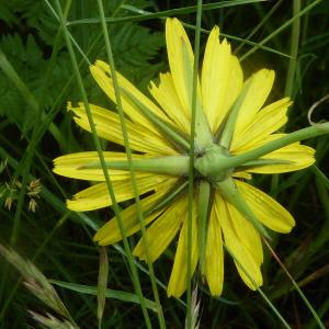 Photographie n°2434009 du taxon Tragopogon pratensis L. [1753]