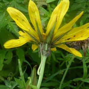 Photographie n°2434010 du taxon Tragopogon pratensis L. [1753]