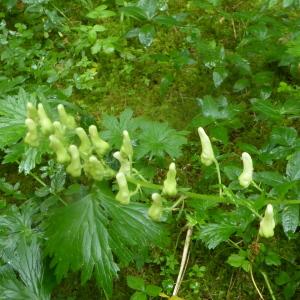 Photographie n°2434012 du taxon Aconitum lycoctonum L. [1753]