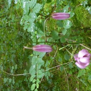 Photographie n°2434023 du taxon Lilium martagon L.