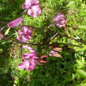 Photographie n°2434024 du taxon Lilium martagon L.