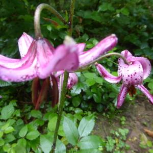 Photographie n°2434025 du taxon Lilium martagon L.