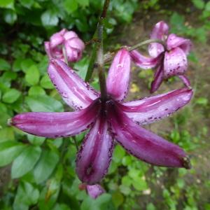 Photographie n°2434026 du taxon Lilium martagon L.