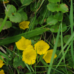Photographie n°2434102 du taxon Lysimachia nummularia L.