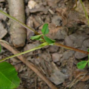 Photographie n°2434125 du taxon Trifolium hybridum var. elegans (Savi) Boiss.
