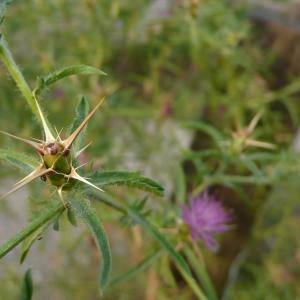 Photographie n°2434129 du taxon Centaurea calcitrapa L.