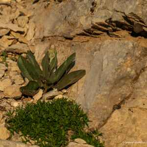Photographie n°2434148 du taxon Doronicum grandiflorum Lam. [1786]