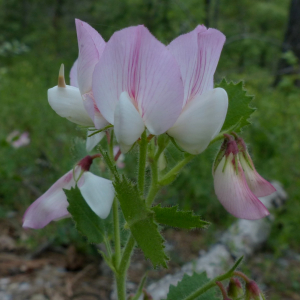 Photographie n°2434149 du taxon Ononis rotundifolia L. [1753]