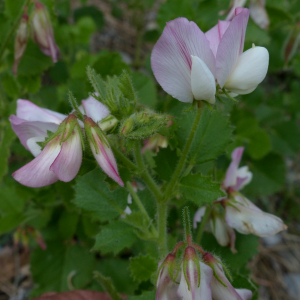 Photographie n°2434150 du taxon Ononis rotundifolia L. [1753]