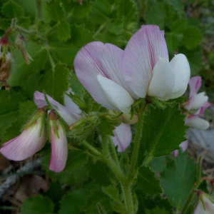 Photographie n°2434151 du taxon Ononis rotundifolia L. [1753]