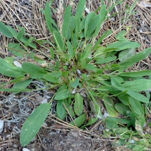  - Anthyllis vulneraria subsp. alpestris (Kit.) Asch. & Graebn. [1908]