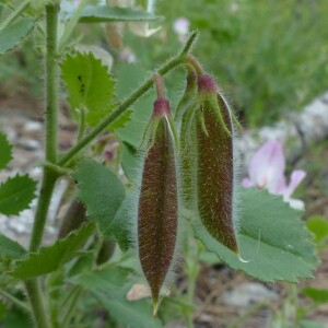 Photographie n°2434156 du taxon Ononis rotundifolia L. [1753]