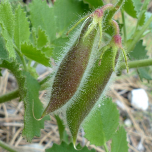 Photographie n°2434158 du taxon Ononis rotundifolia L. [1753]