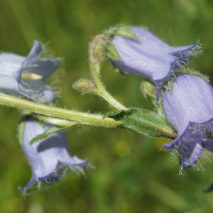 Photographie n°2434168 du taxon Campanula barbata L. [1759]