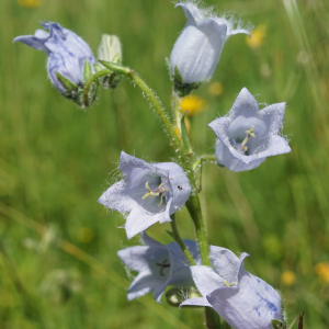 Photographie n°2434171 du taxon Campanula barbata L. [1759]