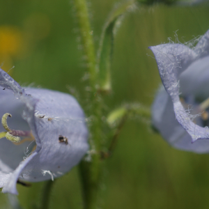 Photographie n°2434174 du taxon Campanula barbata L. [1759]