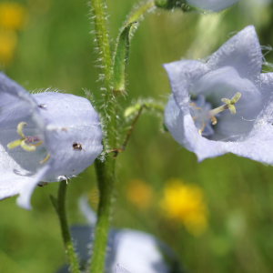 Photographie n°2434177 du taxon Campanula barbata L. [1759]