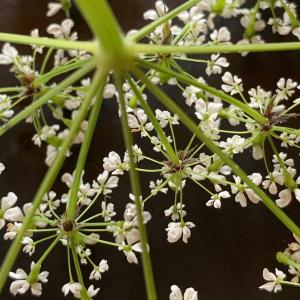 Photographie n°2434182 du taxon Chaerophyllum aureum L. [1762]