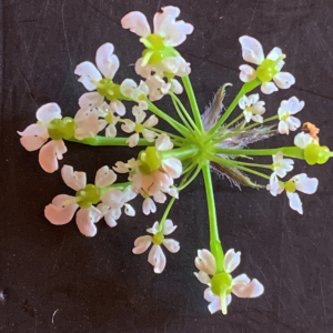 Photographie n°2434185 du taxon Chaerophyllum aureum L. [1762]