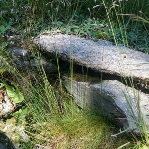 Photographie n°2434204 du taxon Deschampsia flexuosa (L.) Trin. [1836]