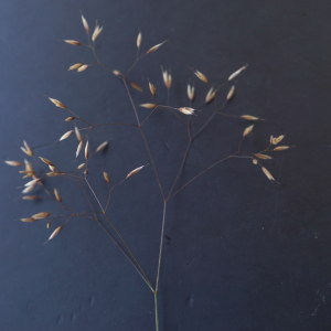 Photographie n°2434206 du taxon Deschampsia flexuosa (L.) Trin. [1836]