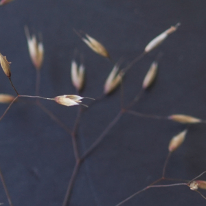 Photographie n°2434207 du taxon Deschampsia flexuosa (L.) Trin. [1836]