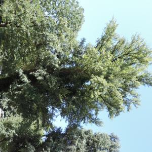 Photographie n°2434273 du taxon Populus nigra L.
