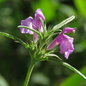 Photographie n°2434277 du taxon Galeopsis angustifolia Ehrh. ex Hoffm.