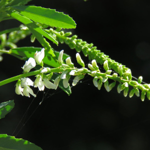 Photographie n°2434278 du taxon Trigonella alba (Medik.) Coulot & Rabaute