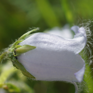 Photographie n°2434286 du taxon Campanula barbata L. [1759]