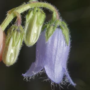 Photographie n°2434287 du taxon Campanula barbata L. [1759]