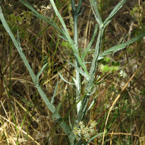 Photographie n°2434296 du taxon Centaurea solstitialis L.