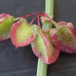 Photographie n°2434348 du taxon Rumex scutatus L. [1753]