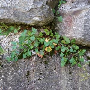 Photographie n°2434357 du taxon Rumex scutatus L. [1753]