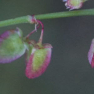 Photographie n°2434361 du taxon Rumex scutatus L. [1753]