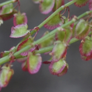 Photographie n°2434363 du taxon Rumex scutatus L. [1753]