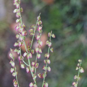 Photographie n°2434364 du taxon Rumex scutatus L. [1753]