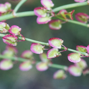 Photographie n°2434365 du taxon Rumex scutatus L. [1753]