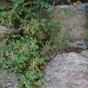 Photographie n°2434367 du taxon Rumex scutatus L. [1753]