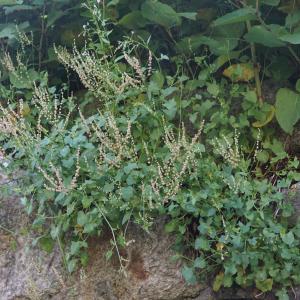 Photographie n°2434368 du taxon Rumex scutatus L. [1753]