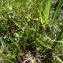  Florent Beck - Carex viridula Michx. [1803]