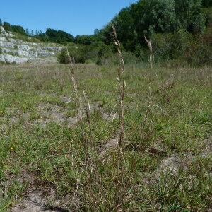 Photographie n°2434473 du taxon Andropogon virginicus L. [1753]