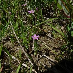 Photographie n°2434479 du taxon Centaurium pulchellum (Sw.) Druce [1898]