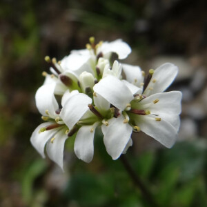 Photographie n°2434491 du taxon Arabis soyeri subsp. subcoriacea (Gren.) Breistr. [1947]