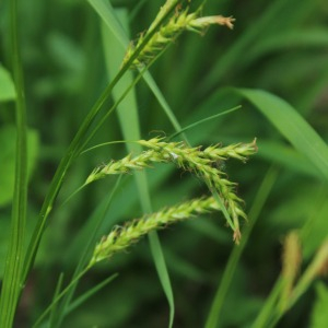 Photographie n°2434524 du taxon Carex sylvatica Huds. [1762]