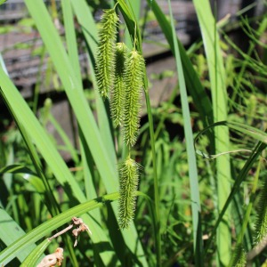 Photographie n°2434525 du taxon Carex pendula Huds. [1762]