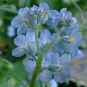 Photographie n°2434527 du taxon Myosotis decumbens Host [1827]